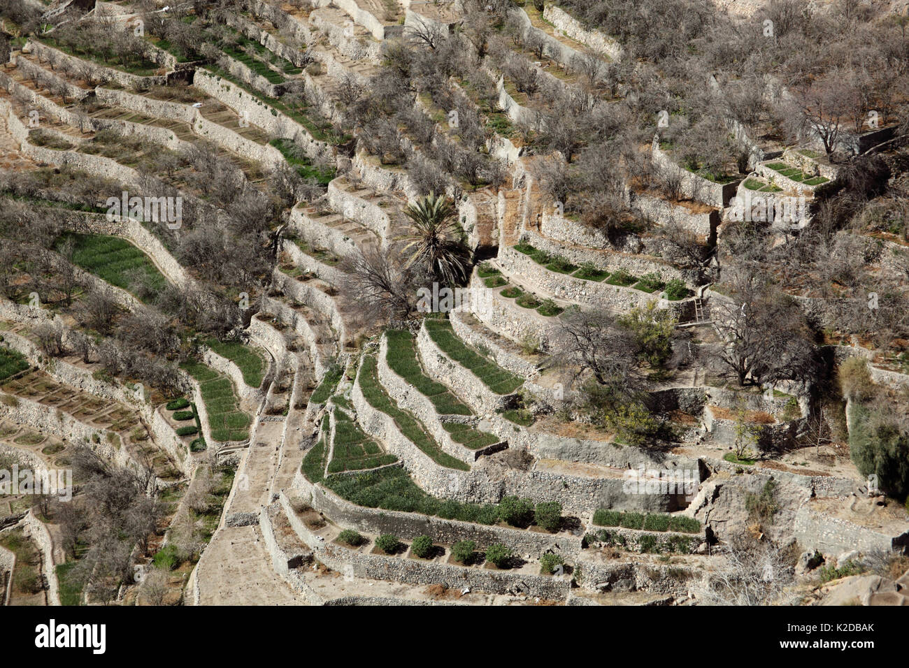 Campi terrazzati con giardini di rose, una popolare località turistica nel mourntains, Oman, Febbraio Foto Stock