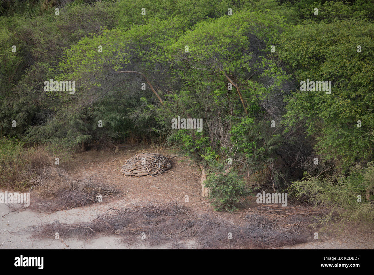 Huarango (Prosopis limensis) cresce in fiume temporaneo, essendo tagliato per carbone, questa lunga specie viventi è sotto la minaccia. San Fernando di riserva nel deserto di Nazca, Perù 2013 Foto Stock