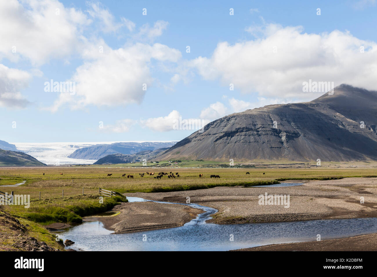 Paesaggio islandese con i cavalli e il ghiacciaio, Islanda, Luglio 2012 Foto Stock