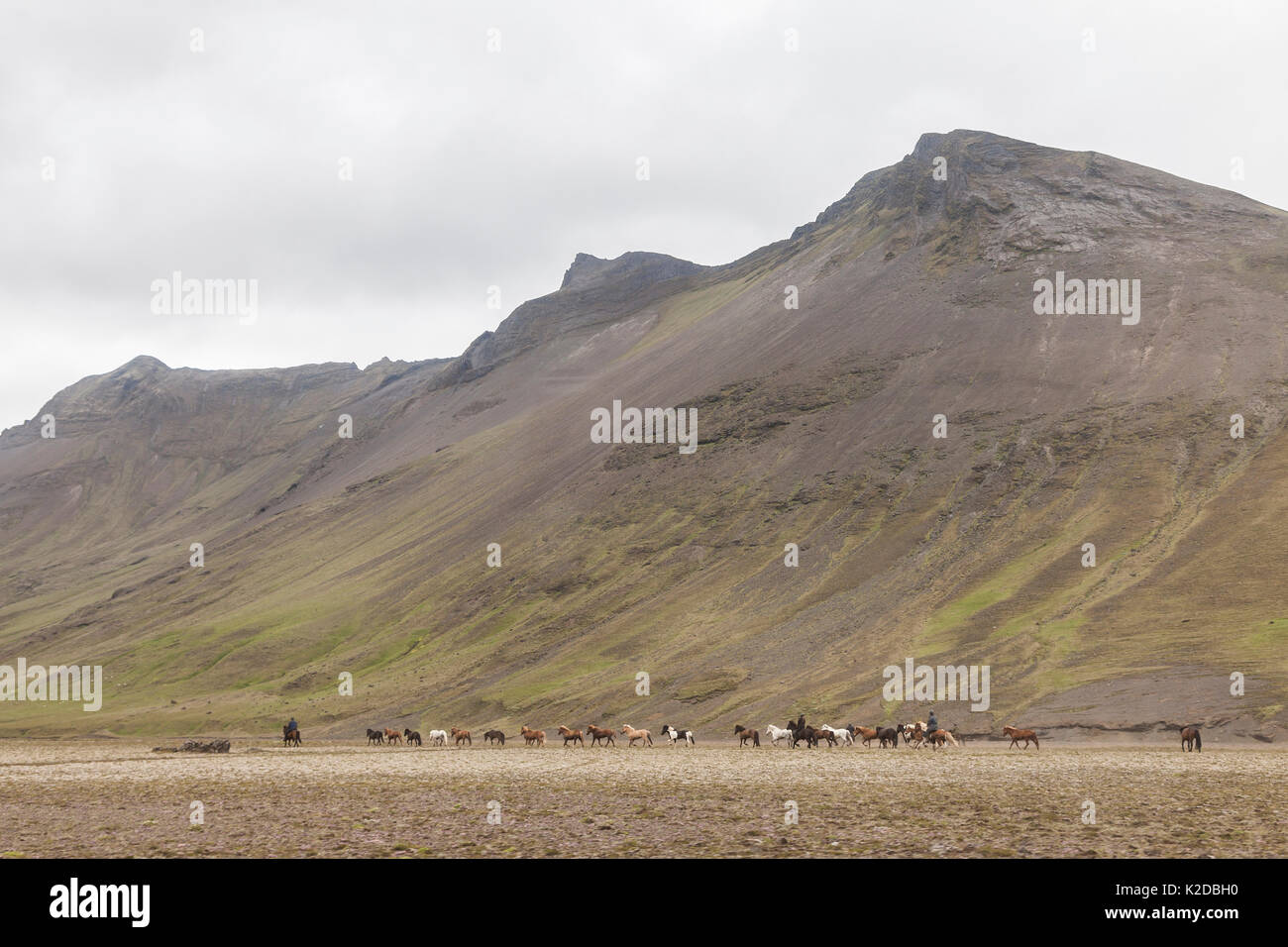 Paesaggio islandese con i cavalli in distanza, Islanda, luglio 2012. Foto Stock