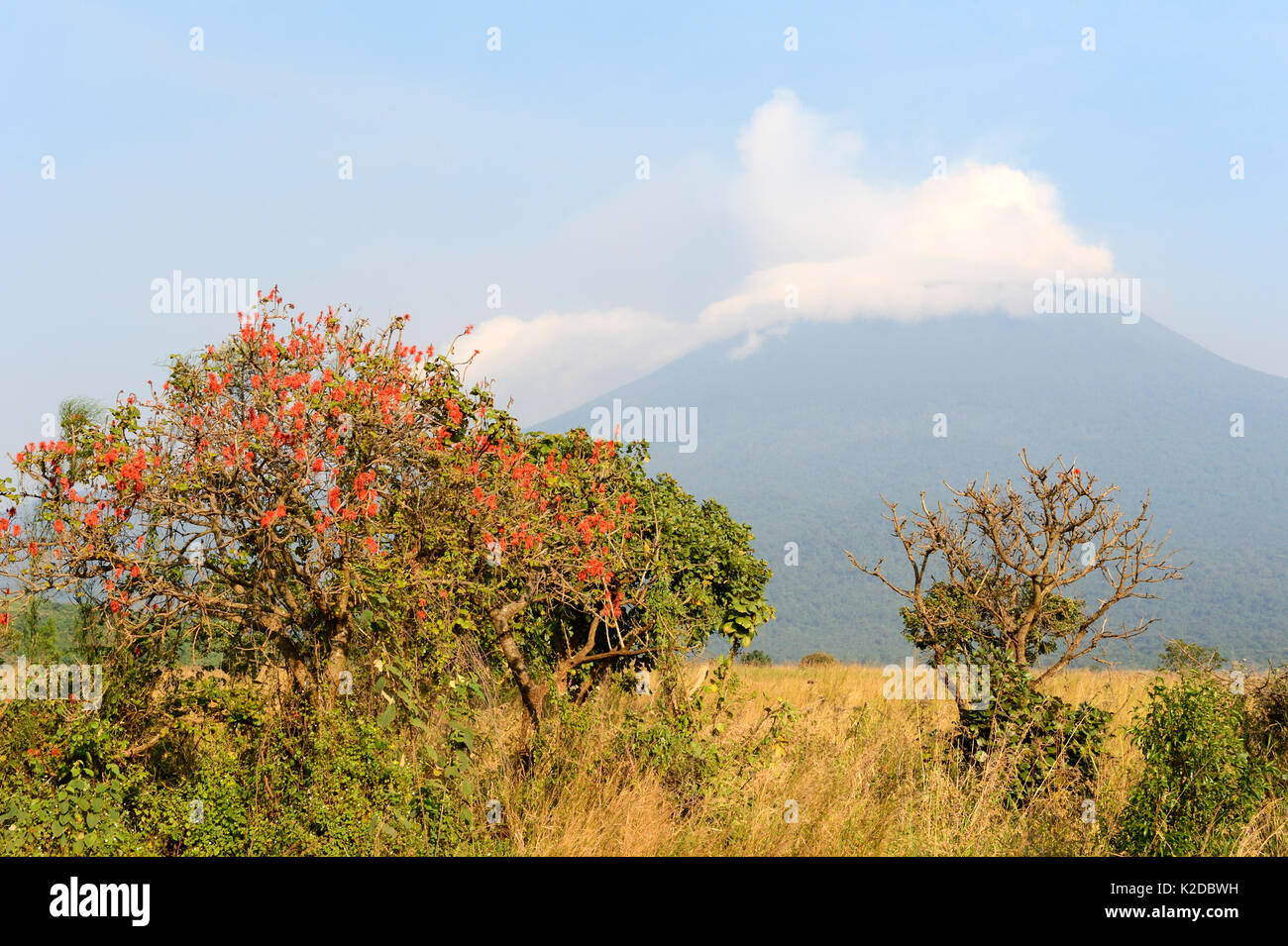 Vulcano Nyiragongo fumatori - uno dei numerosi vulcani attivi nel massiccio del Virunga gamma vulcano, Repubblica Democratica del Congo, Africa. Luglio 2016 Foto Stock