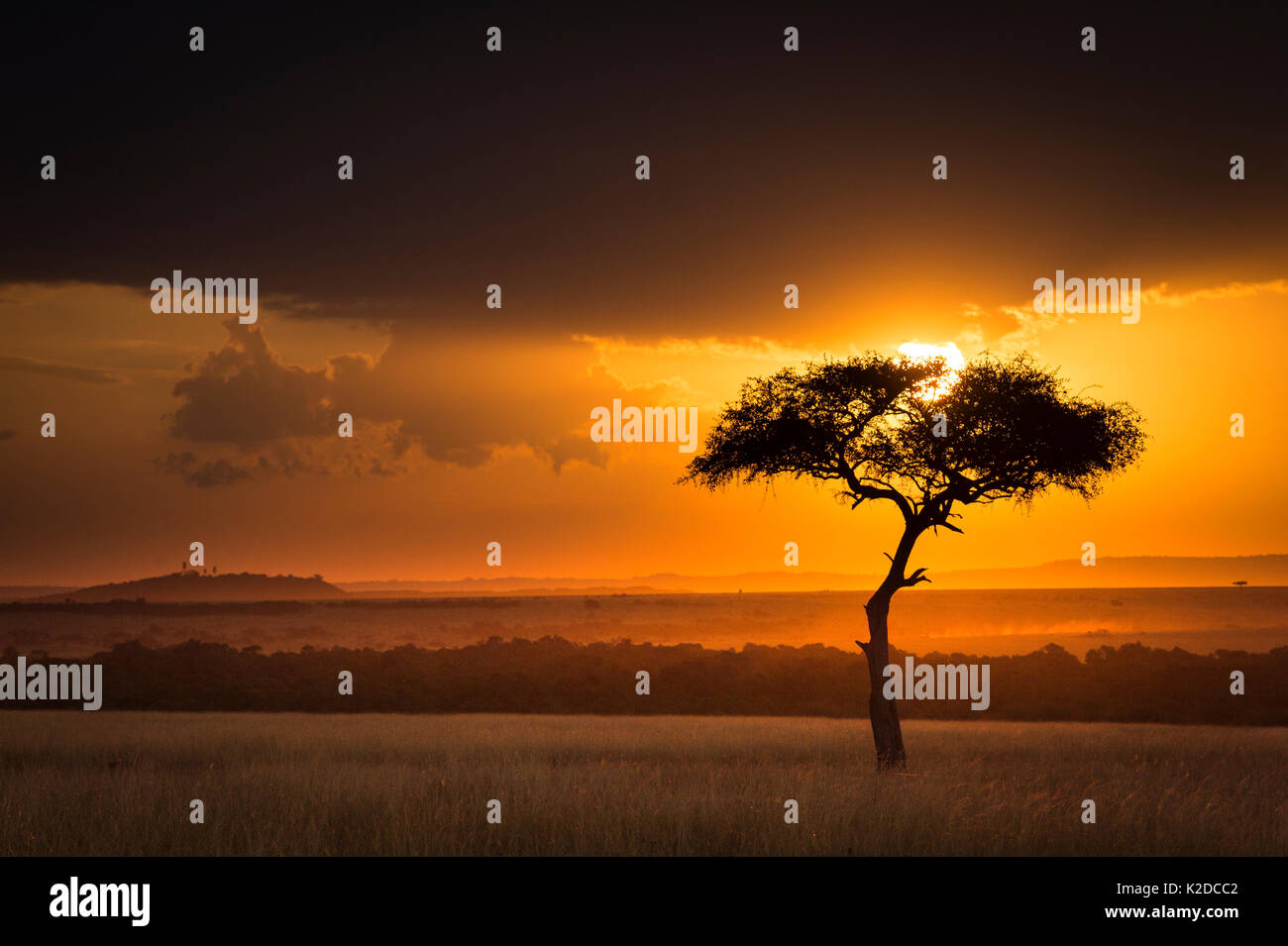 Tramonto sulla savana paesaggio immagine con un lone (Acacia) tree, il Masai Mara NR, Kenya Foto Stock