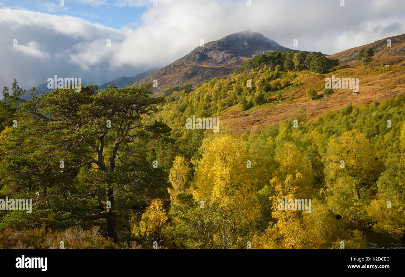 La Betulla (Betula pendula) e di pino silvestre (Pinus sylvestris) foresta intorno al fiume Affric, Glen Affric, Highlands, Scozia Ottobre Foto Stock