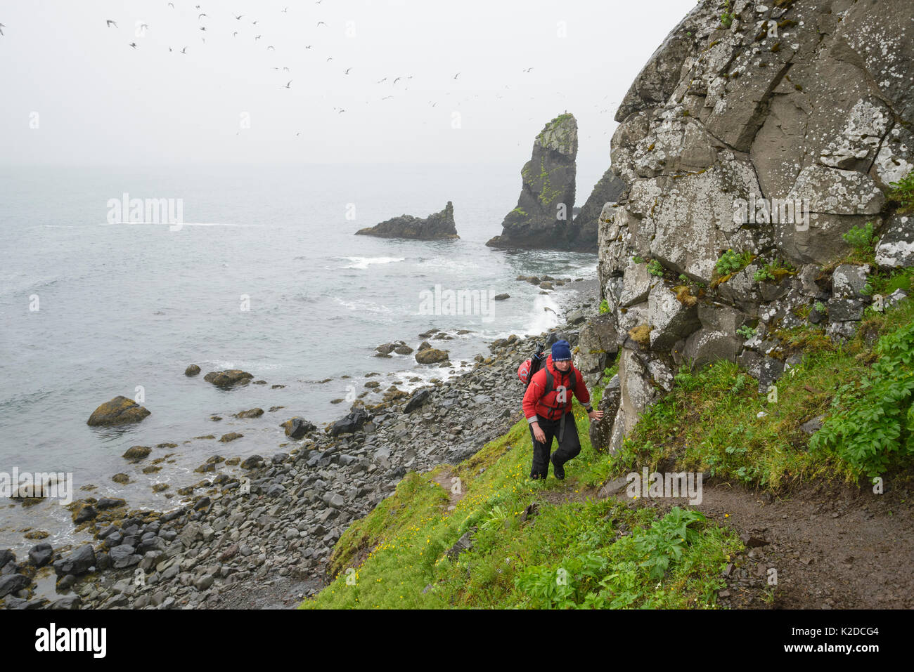 Fotografo Megan Whittaker escursionismo una ruvida trail, Hornvik, Hornstrandir, Islanda. Luglio 2015. Modello rilasciato Foto Stock