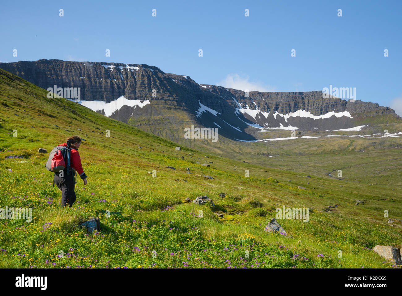 Fotografo Megan Whittaker escursionismo una ruvida trail, Hornvik, Hornstrandir, Islanda. Luglio 2015 Foto Stock