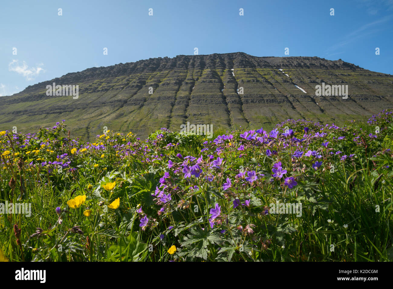 Legno / cranesbill Blagresi (Geranium sylvaticum), Hornvik, Hornstrandir, Islanda. Luglio Foto Stock