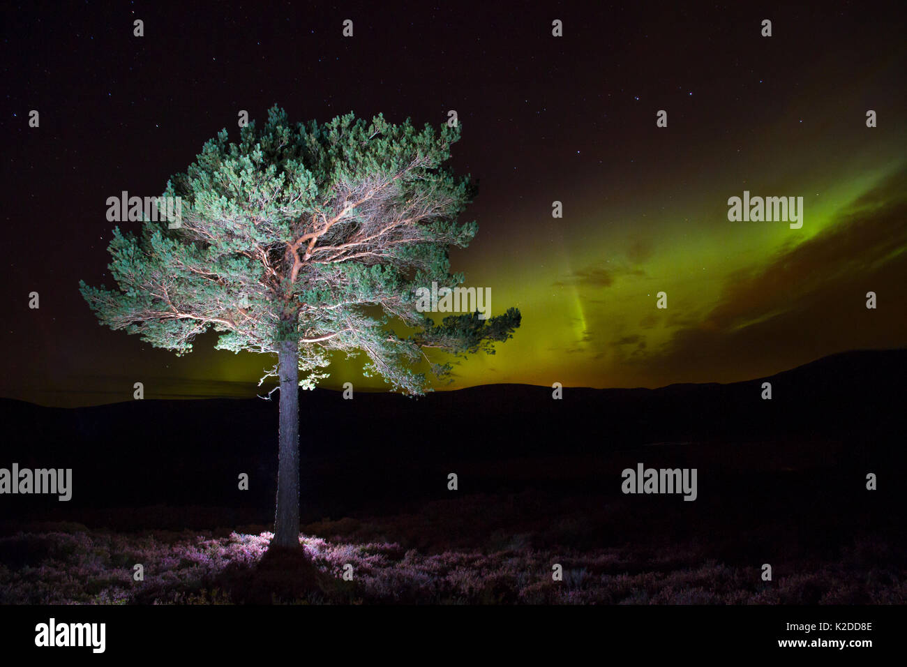 Di pino silvestre (Pinus sylvestris) con luci del nord / Aurora boreale illumina il cielo notturno in background, Monti Monadhliath, Cairngorms National Park, Scozia, Regno Unito, ottobre 2015. Foto Stock
