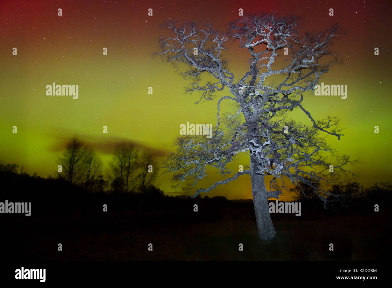 Alder (Alnus sp) illuminato con Aurora boreale / luci del nord in background, Cairngorms National Park, Scozia, febbraio 2014. Foto Stock