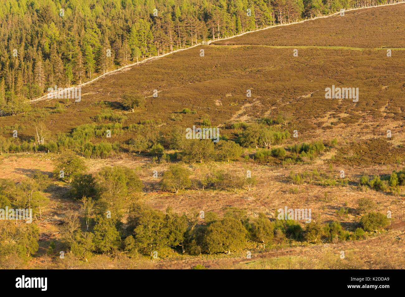 Commerciale della foresta di pini, alberi sparsi e heather moorland in upland habitat, Perthshire, Scotland, Regno Unito. Foto Stock