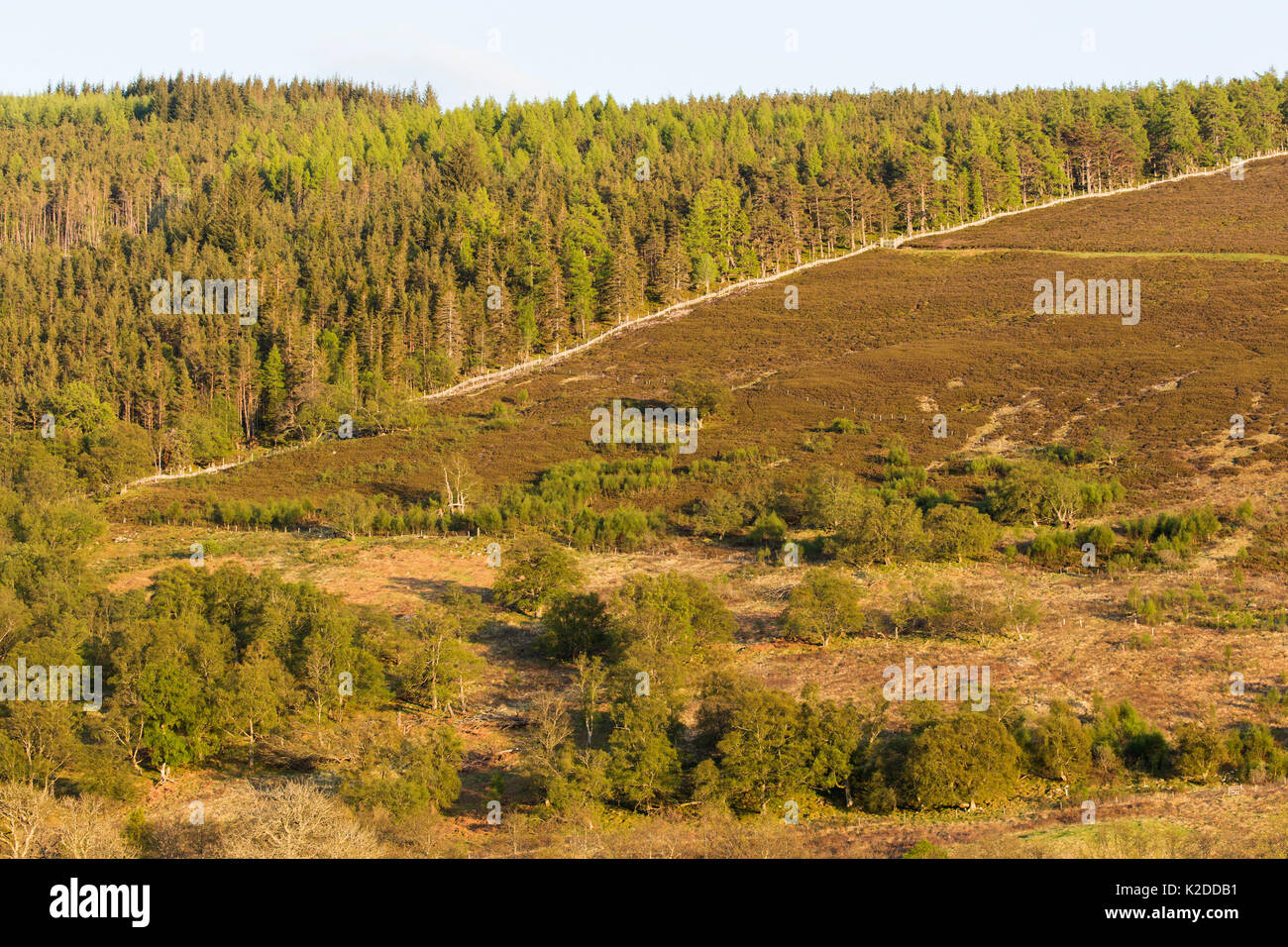 Commerciale della foresta di pini, alberi sparsi e heather moorland in upland habitat, Perthshire, Scotland, Regno Unito. Foto Stock