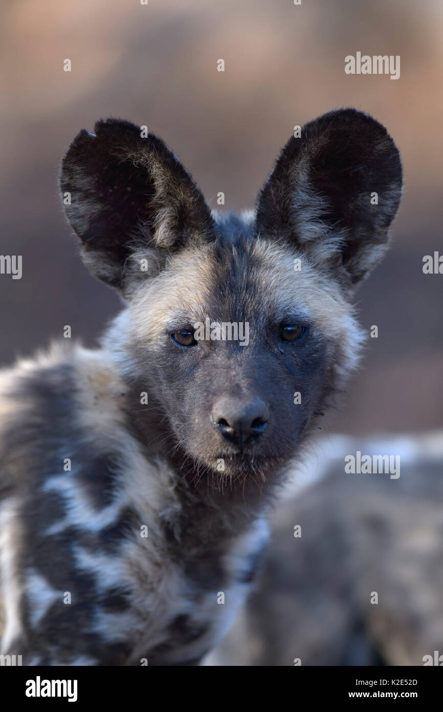 African wild dog (Lycaon pictus), cucciolo, ritratto, Zimanga Game Reserve, KwaZulu-Natal, Sud Africa Foto Stock