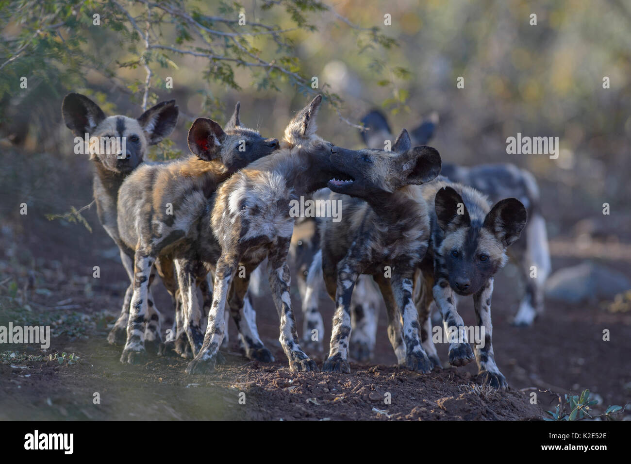 African wild dog (Lycaon pictus), riproduzione di cuccioli nel letto asciutto del fiume, Zimanga Game Reserve, KwaZulu-Natal, Sud Africa Foto Stock