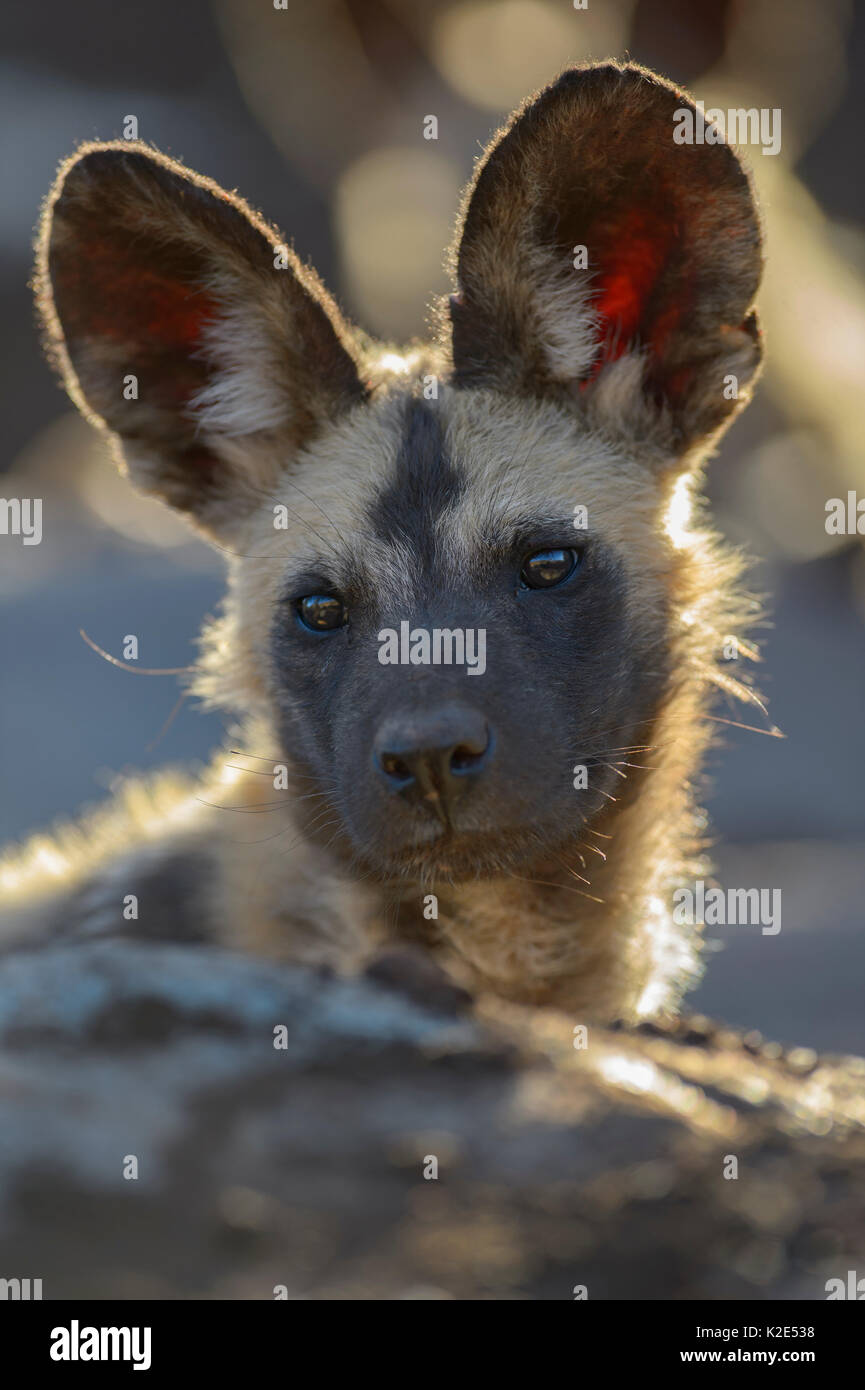 African wild dog (Lycaon pictus), cucciolo, ritratto, Zimanga Game Reserve, KwaZulu-Natal, Sud Africa Foto Stock