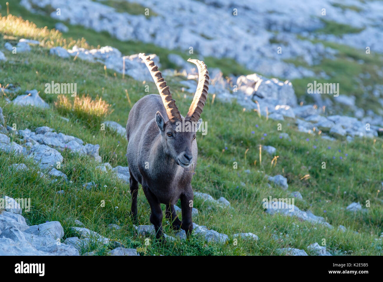 Stambecco (Capra ibex), il Parco Nazionale di Berchtesgaden Berchtesgaden, Baviera, Germania Foto Stock