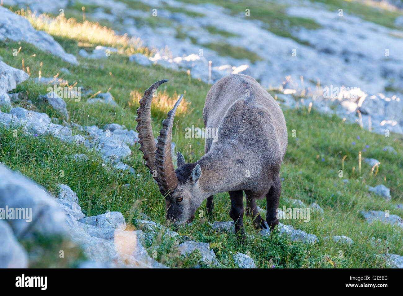 Stambecco (Capra ibex), il Parco Nazionale di Berchtesgaden Berchtesgaden, Baviera, Germania Foto Stock