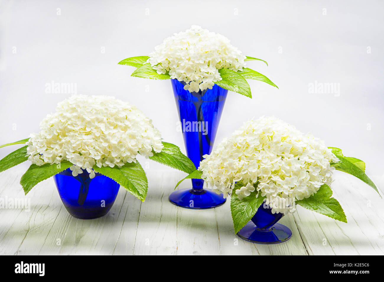 Disposizione del fiore in vasi, bianco Wild ortensia (Hydrangea arborescens), il Veratro nero foglia (Helleborus niger), Germania Foto Stock
