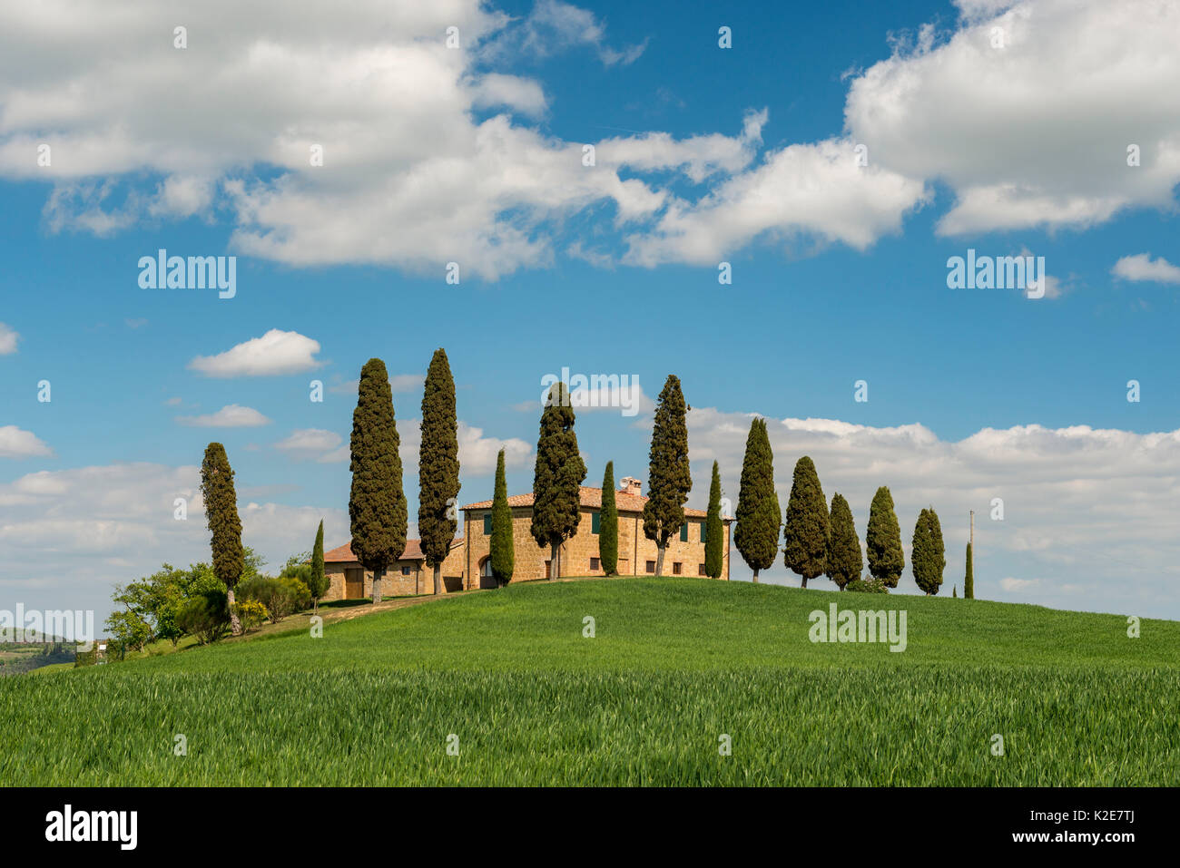 Villa I Cipressini, station wagon con alberi di cipresso (Cupressus), Val d'Orcia, vicino a Pienza, provincia di Siena, Toscana, Italia Foto Stock