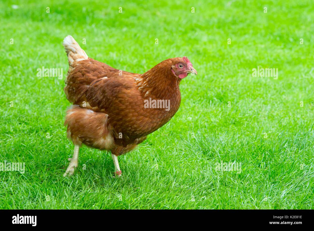 Brown Hen ibrido (Gallus gallus domesticus) camminare in un prato, felice pollo in specie-appropriate free-range della zootecnia Foto Stock