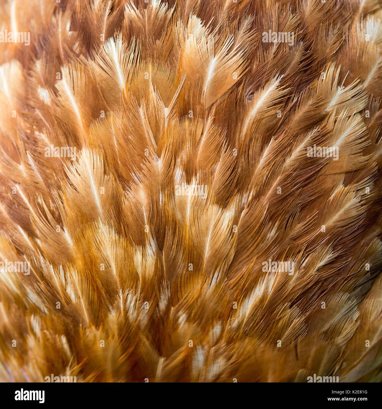 Piume di un ibrido brown hen, Germania Foto Stock