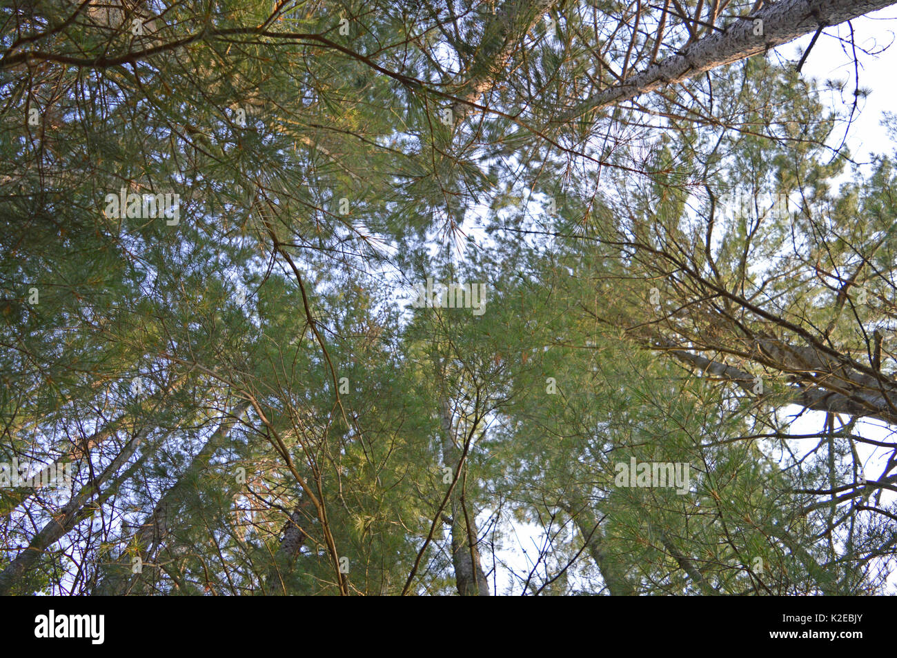 Vista della foresta tra i filari di alberi di pino Foto Stock