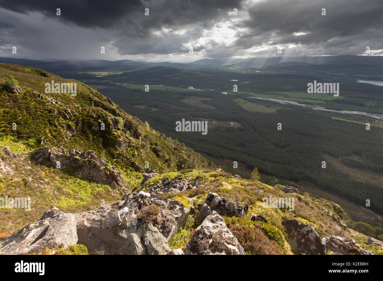 Serata di tempesta su Glenfeshie inferiore, Cairngorms National Park, Scozia, Giugno 2014. Foto Stock