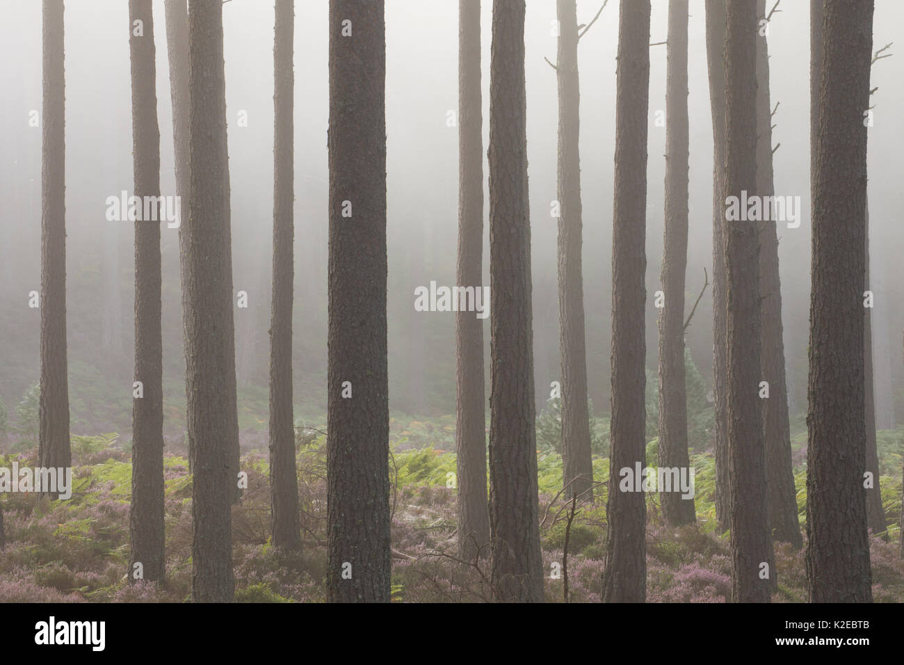 Di pino silvestre (Pinus sylvestris )tronchi di alberi in alba di nebbia, Rothiemurchus, Cairngorms National Park, Scozia, Agosto. Foto Stock