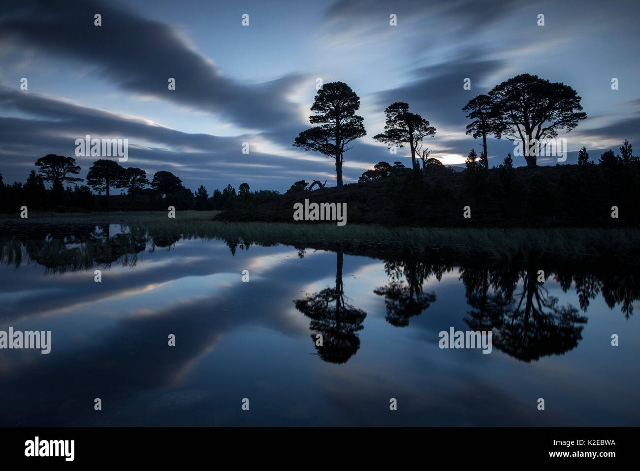 Di pino silvestre (Pinus sylvestris) alberi riflessa in lochan all'alba, Abernethy Riserva Naturale Nazionale, Cairngorms National Park, Scozia, settembre 2014. Foto Stock