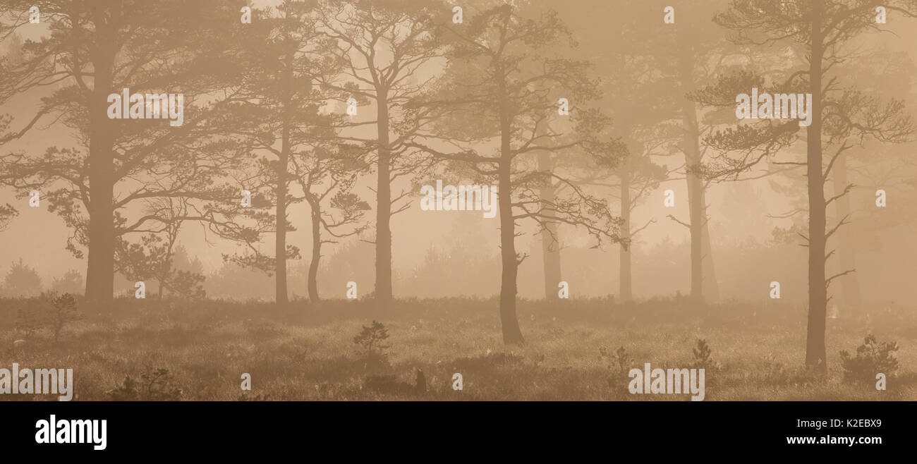 Di pino silvestre (Pinus sylvestris) alberi in Caledonian pineta di sunrise, Abernethy Riserva Naturale Nazionale, Cairngorms National Park, Scozia, settembre 2014. Foto Stock