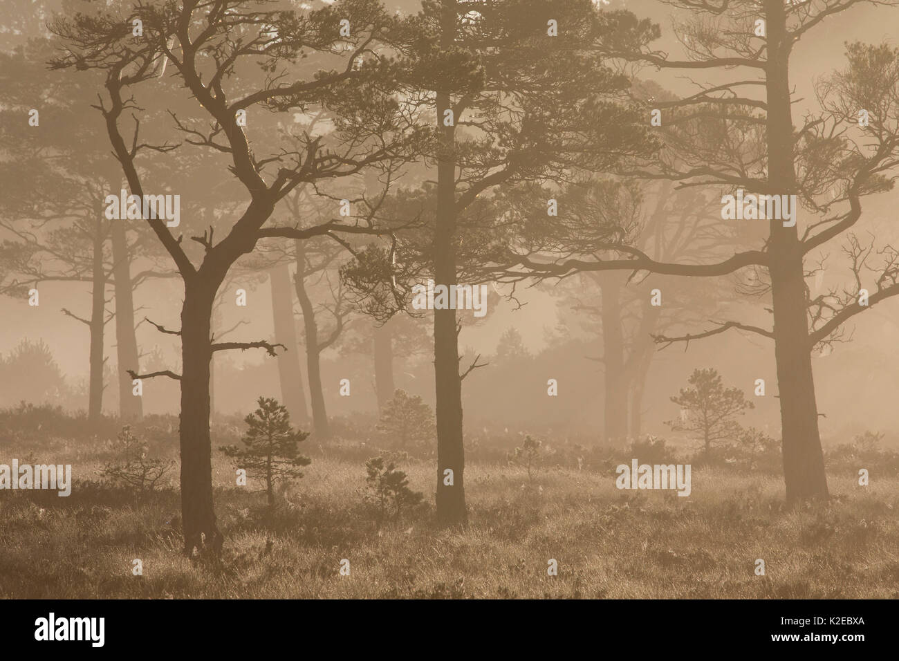 Di pino silvestre (Pinus sylvestris) alberi in Caledonian pineta di sunrise, Abernethy Riserva Naturale Nazionale, Cairngorms National Park, Scozia, settembre 2014. Foto Stock