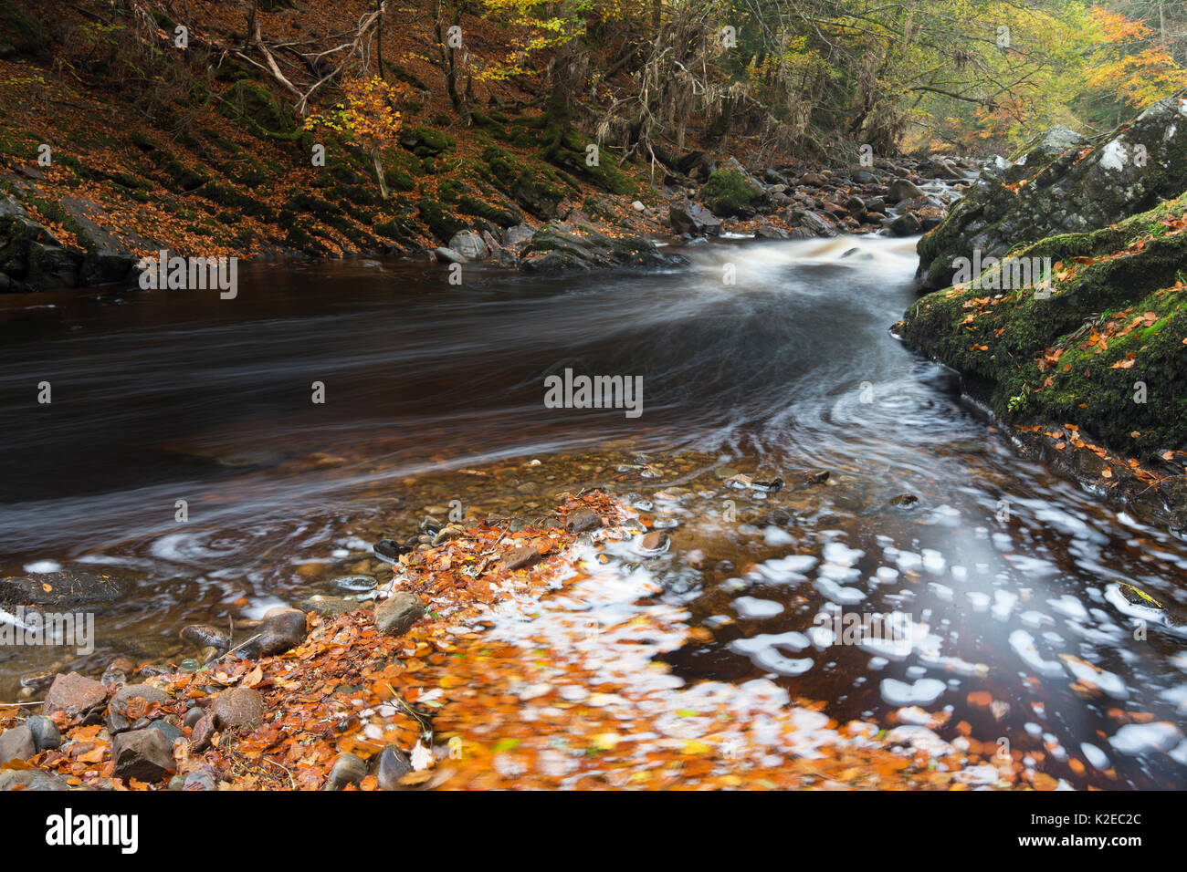 Fiume Divie in autunno, murene, Scozia, Regno Unito, ottobre 2014. Foto Stock