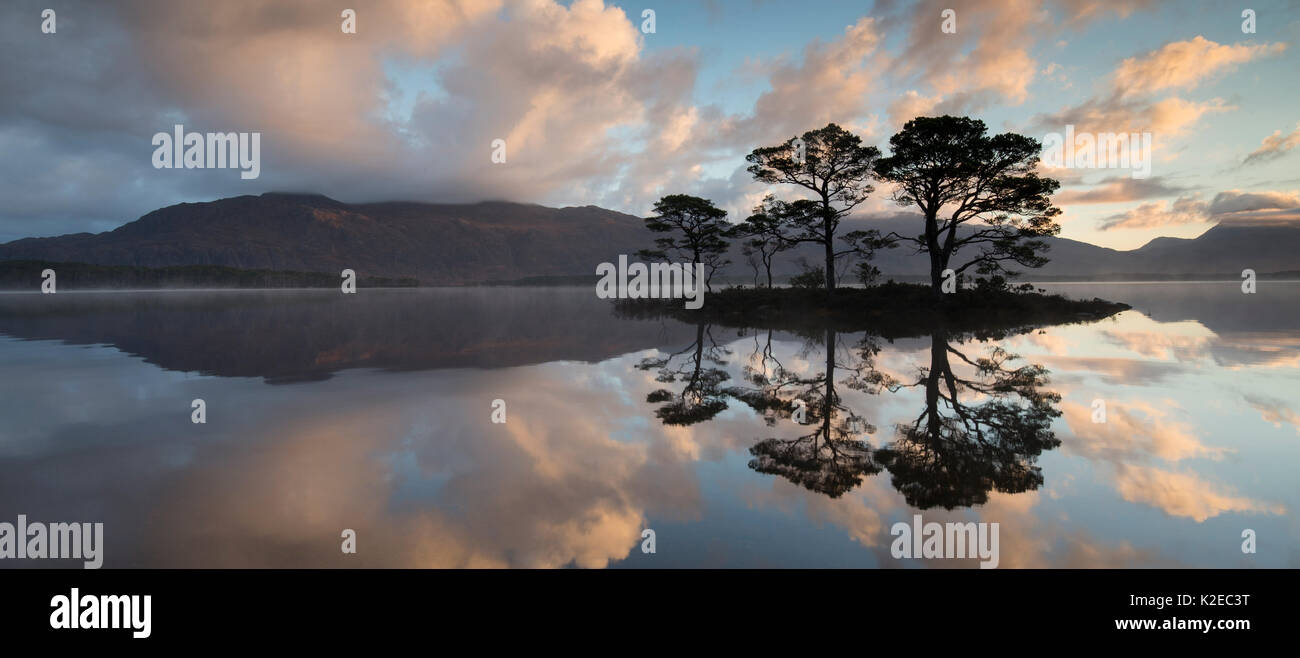 Di pino silvestre (Pinus sylvestris) alberi riflessa in Loch Maree all'alba con Slioch in background, Wester Ross, Scotland, Regno Unito, novembre 2014. Foto Stock