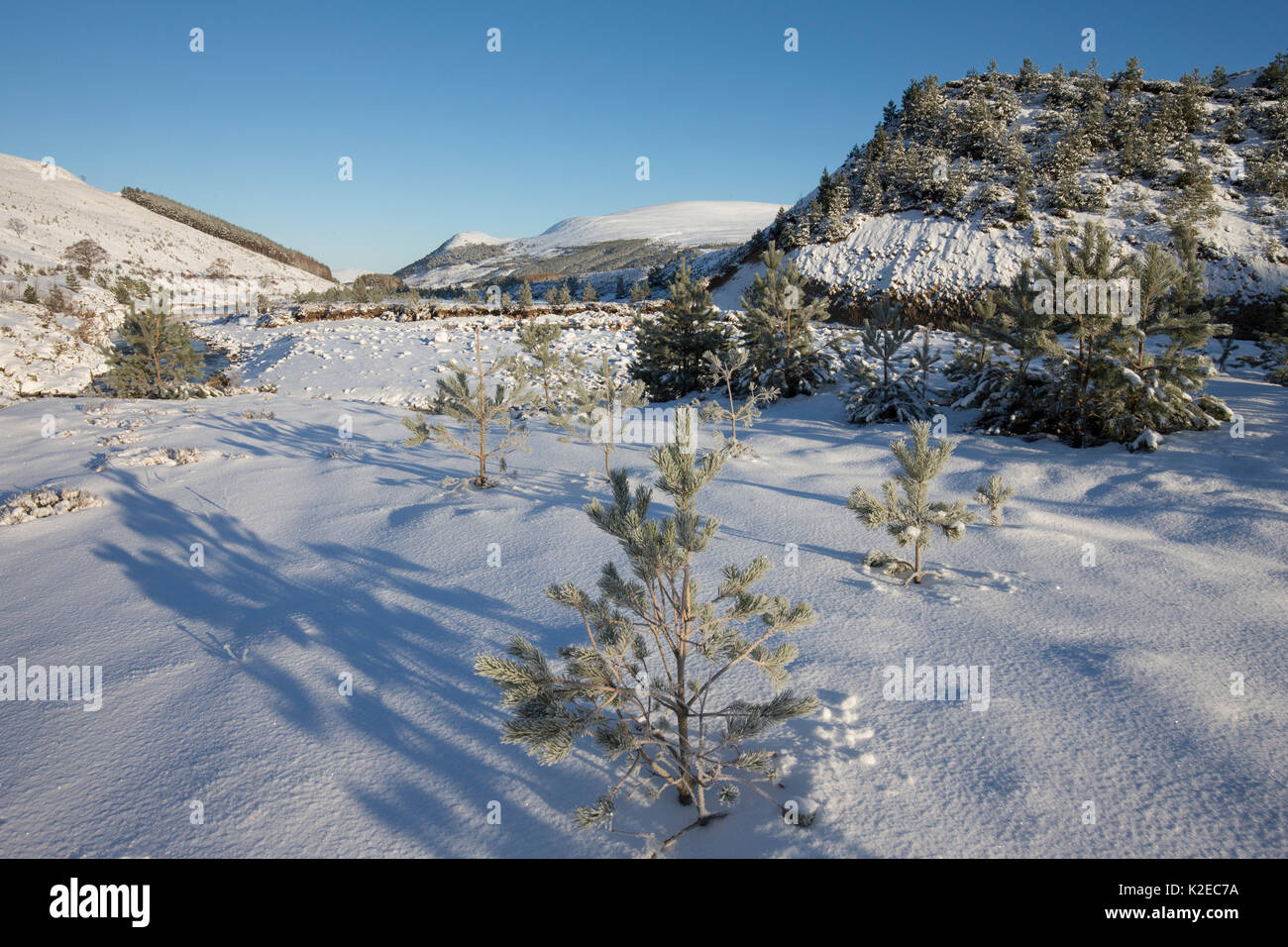 Di pino silvestre (Pinus sylvestris) alberi in inverno, Glenfeshie, Cairngorms National Park, Scozia, Gennaio 2015. Foto Stock