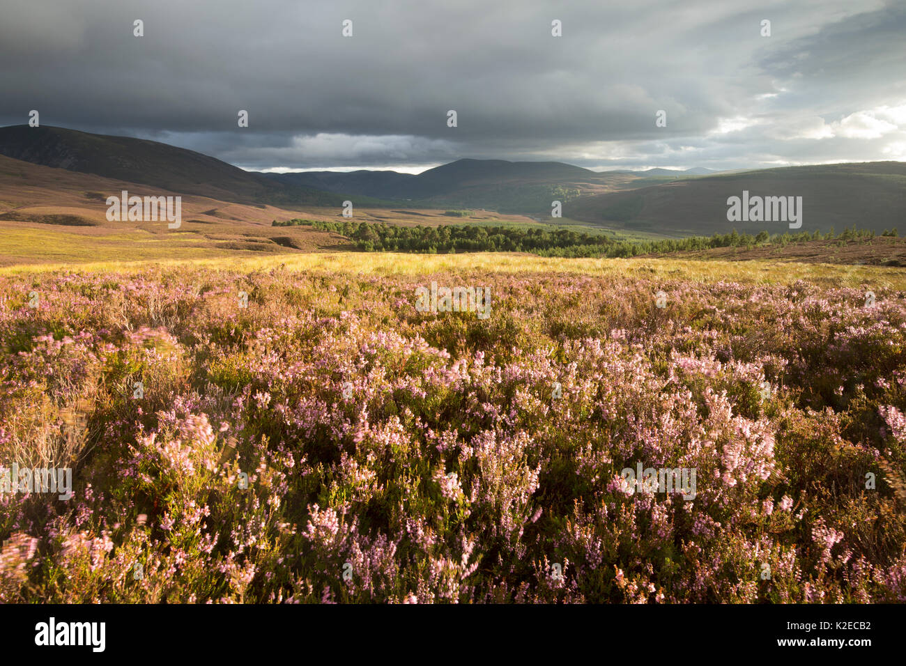 Vista della molva (Calluna vulgaris) in heather moorland, Glenfeshie, Cairngorms National Park, Scozia, settembre 2015. Foto Stock