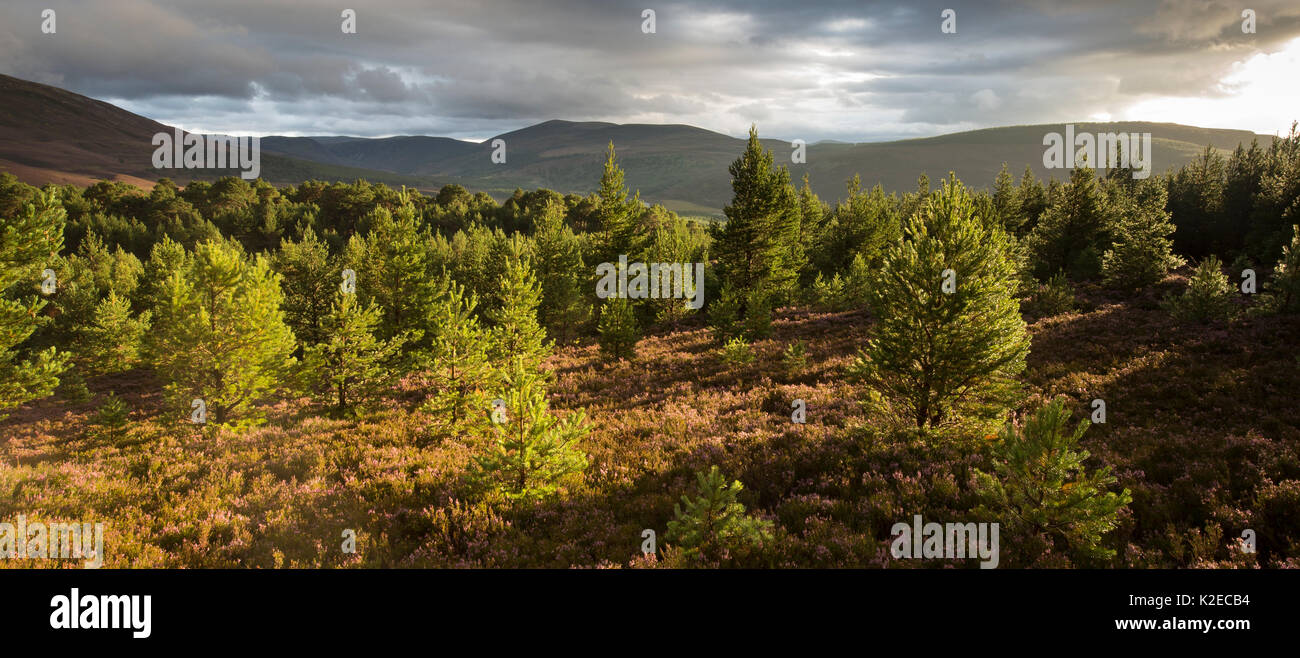 Luce della Sera oltre la rigenerazione di pino silvestre (Pinus sylvestris) bosco, Glenfeshie, Cairngorms National Park, Scozia, settembre 2015. Foto Stock
