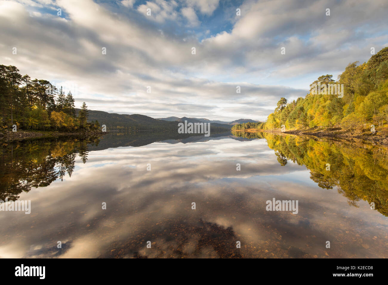 Tree riflessioni in Loch Beinn un Mheadhoin, Glen Affric Riserva Naturale Nazionale, Scozia, Regno Unito, ottobre 2015. Foto Stock