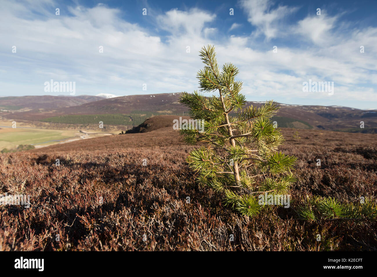 Di pino silvestre (Pinus sylvestris) alberello che cresce in heather moorland, Mar Lodge, Cairngorms National Park, Scozia, aprile 2016. Foto Stock