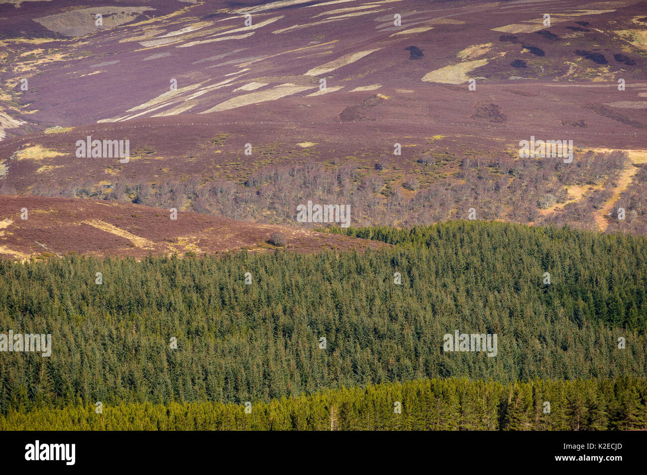 Habitat misti di erica Erica e silvicoltura commerciale sulla Caccia al gallo cedrone station wagon, Deeside, Cairngorms National Park, Scozia, aprile 2016. Foto Stock