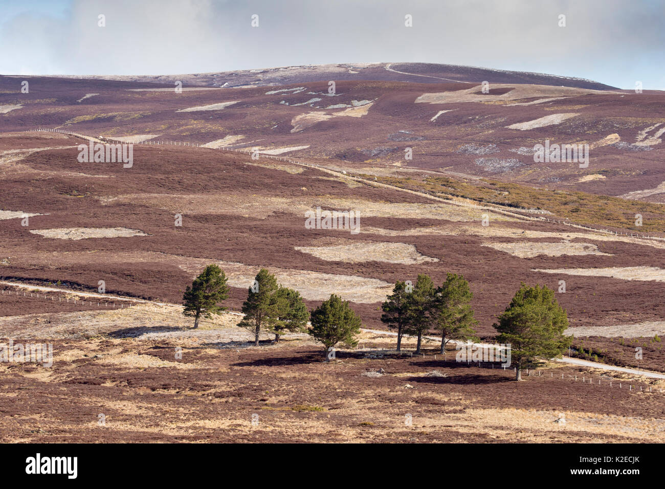 Un patchwork di upland heather moorland e isolati di pino silvestre (Pinus sylvestris) alberi sulla Caccia al gallo cedrone station wagon, Cairngorms National Park, Scozia, aprile 2016. Foto Stock