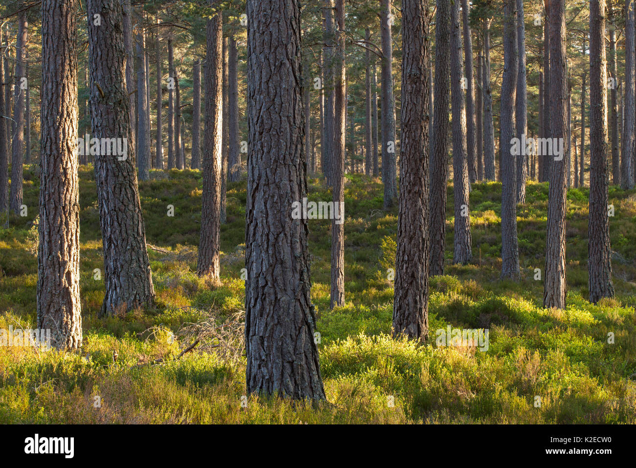 Di pino silvestre (Pinus sylvestris) bosco, Abernethy Forest, Cairngorms National Park, Scotland, Regno Unito, maggio. Foto Stock