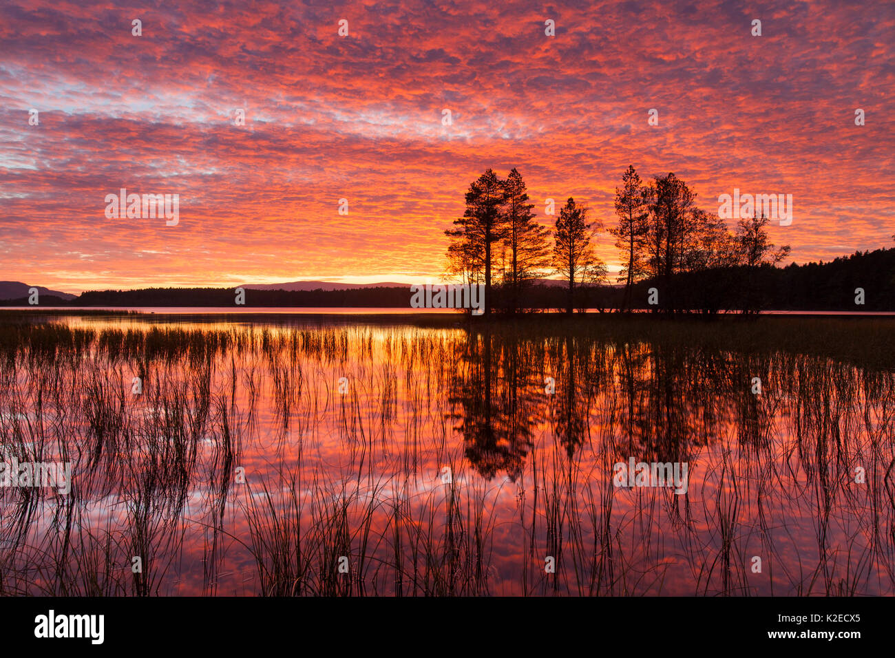 Tramonto sul Loch Garten, Abernethy Forest, Cairngorms National Park, Scotland, Regno Unito, ottobre 2013. Foto Stock