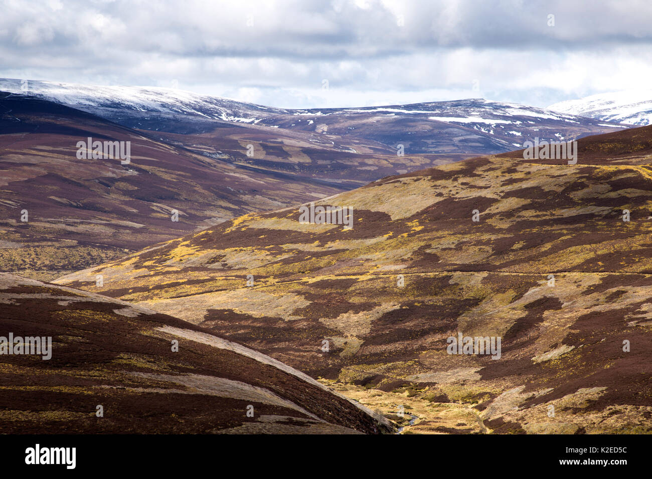 Un patchwork di upland heather moorland sulla Caccia al gallo cedrone station wagon, nel nord della Scozia, Regno Unito, aprile 2016. Foto Stock