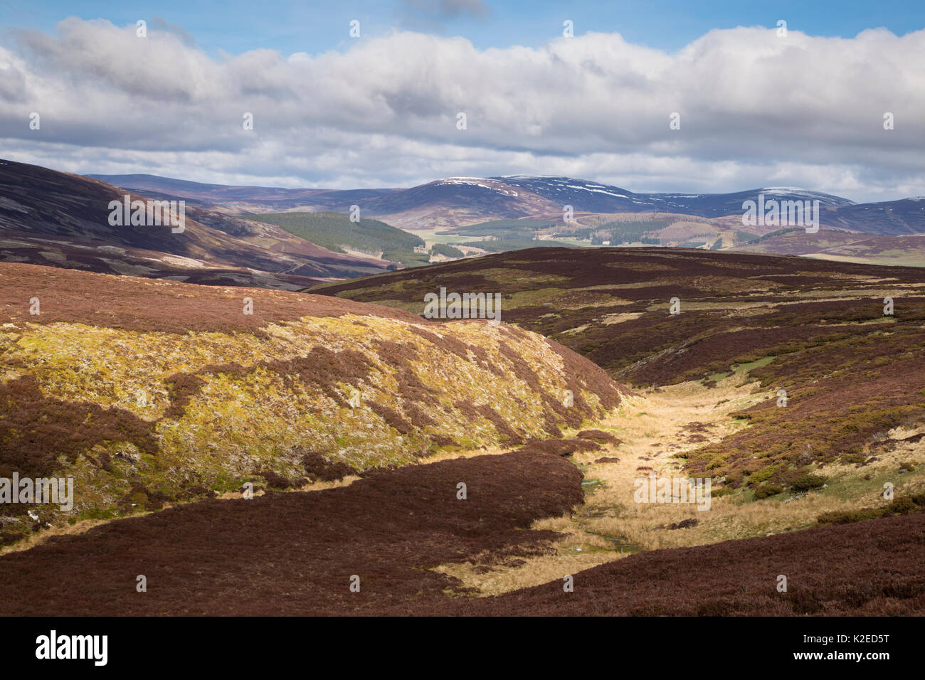 Un patchwork di upland heather moorland sulla Caccia al gallo cedrone station wagon, nel nord della Scozia, Regno Unito, aprile 2016. Foto Stock