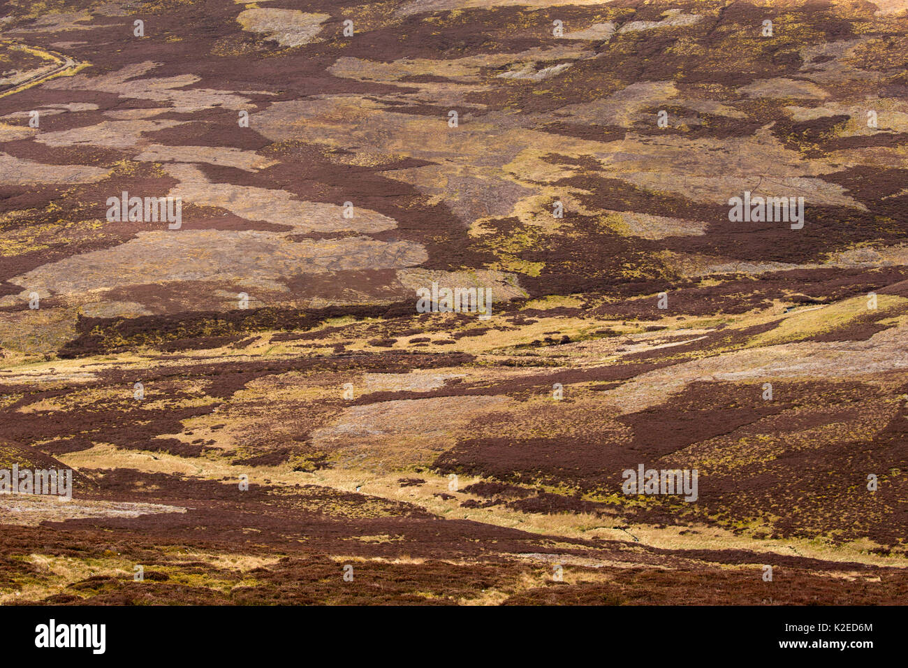 Un patchwork di upland heather moorland sulla Caccia al gallo cedrone station wagon, nel nord della Scozia, Regno Unito, aprile 2016. Foto Stock