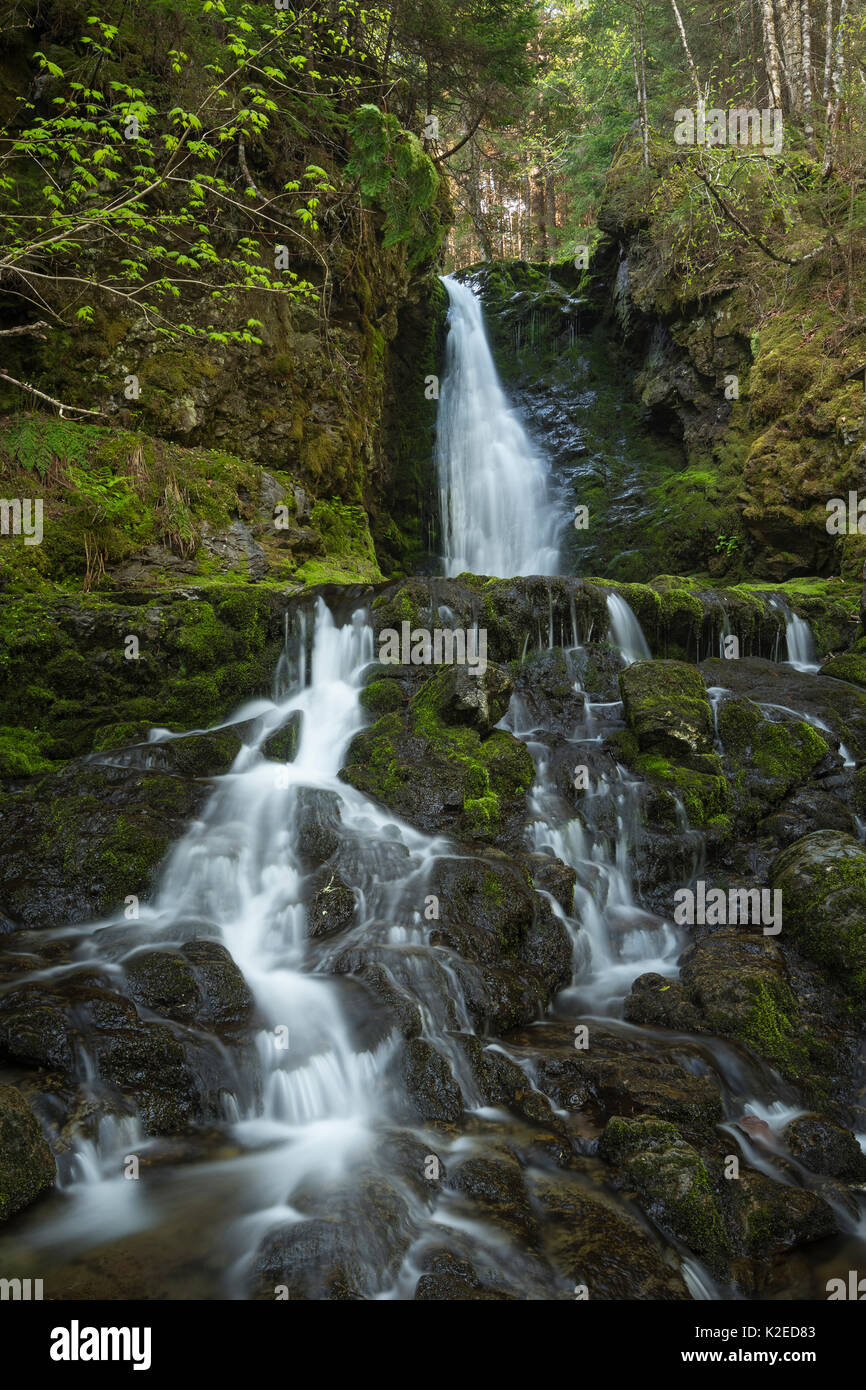 Dickson cade in Fundy National Park, New Brunswick, Canada. Giugno 2014. Foto Stock