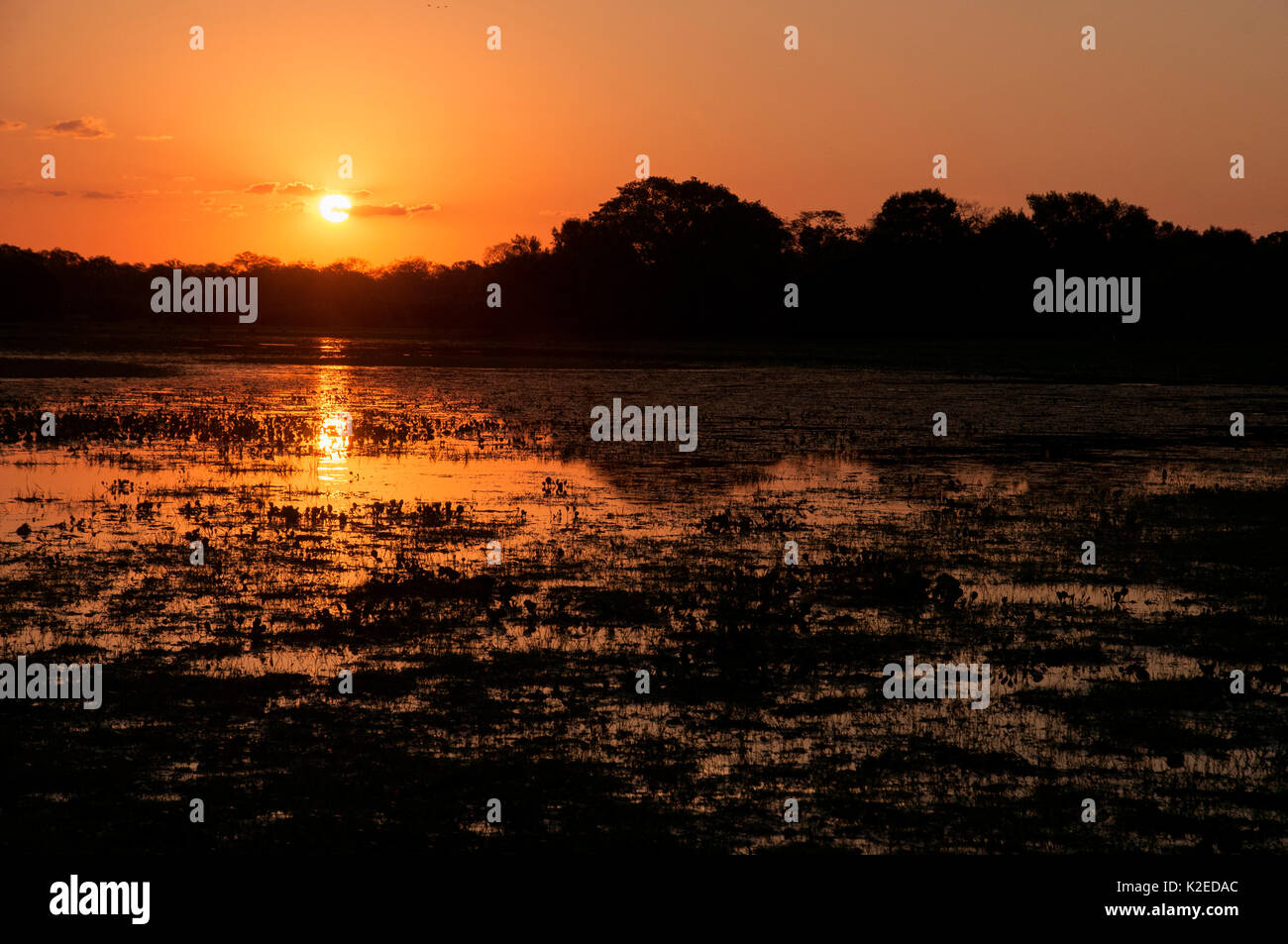 Sunset over vazante, Fazenda Baia das Pedras, Pantanal, Brasile. Presa sulla posizione per la BBC Wild Brasile serie. Foto Stock