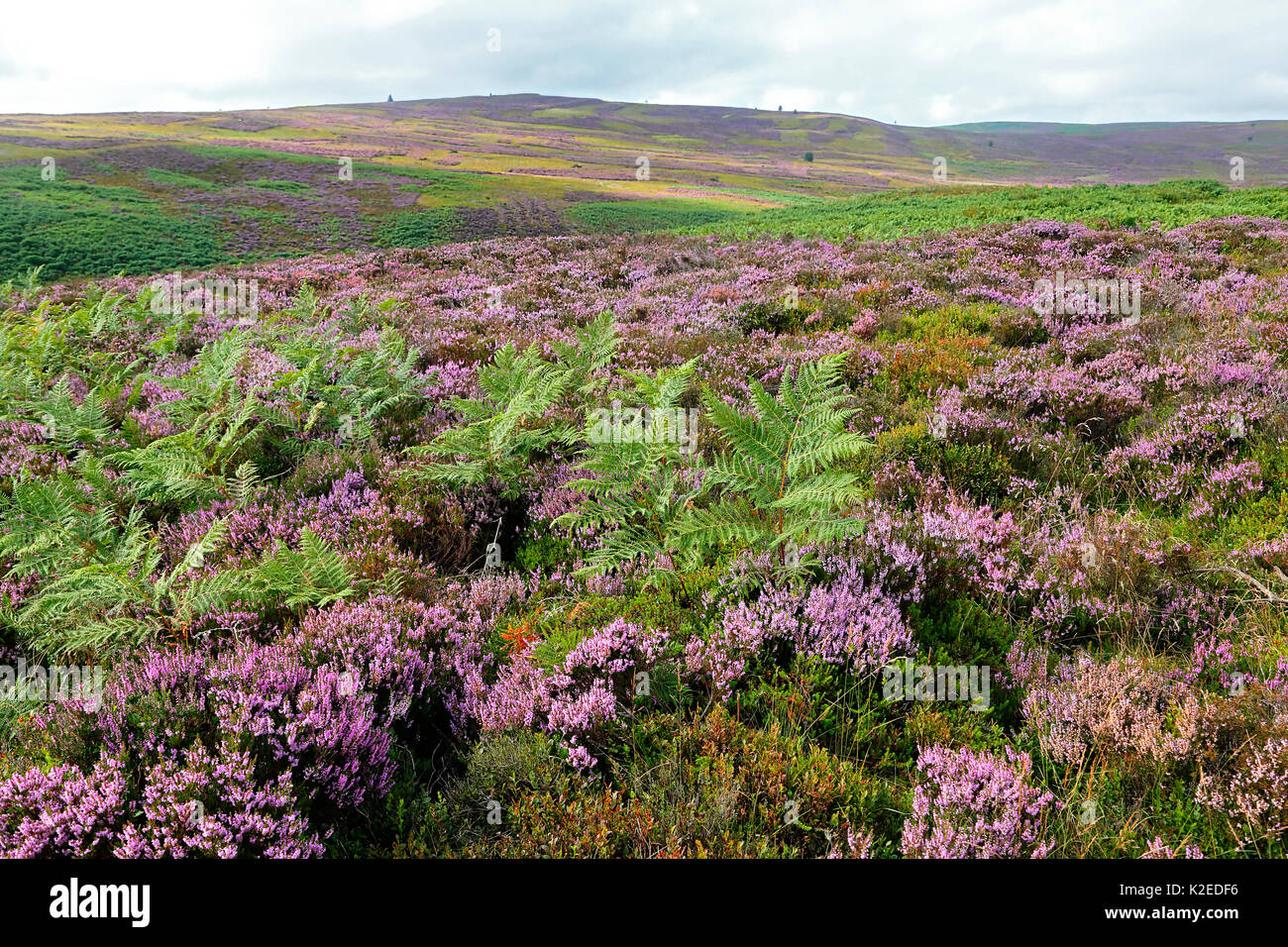 Bracken (Pteridium aquilinum) su Heather (Calluna vulgaris) brughiera sull Esclusham montagna vicino a Wrexham, il Galles del Nord, Regno Unito, Agosto. Foto Stock