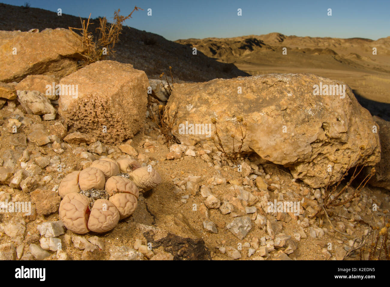 Impianto di pietra (Lithops gracilidentata) nel deserto habitat, Namibia Foto Stock