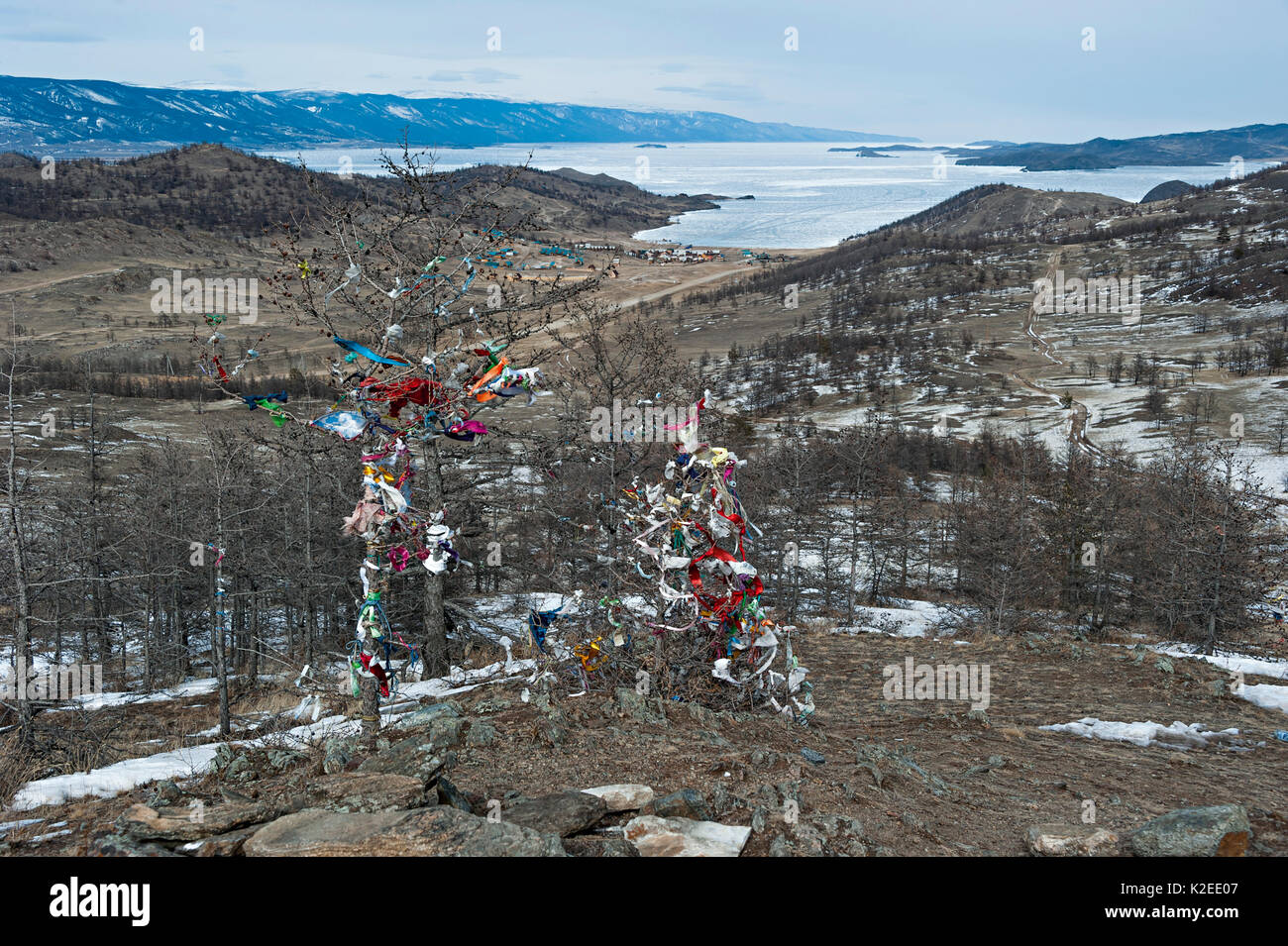 Scarved, nastri e tessuti simbolicamente legato agli alberi di Maloe più stretto, il lago Baikal, Siberia, Russia. Marzo 2015. Foto Stock