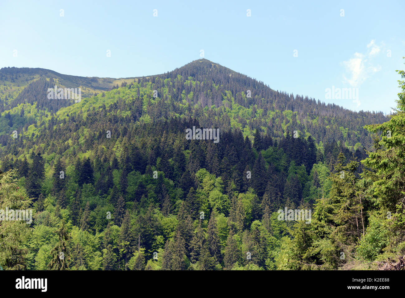 Albero naturale copertura sui Carpazi con alberi decidui dando modo di conifere sulla cima della montagna, Zakarpattia Oblast, Ucraina. Maggio. 2016. Foto Stock