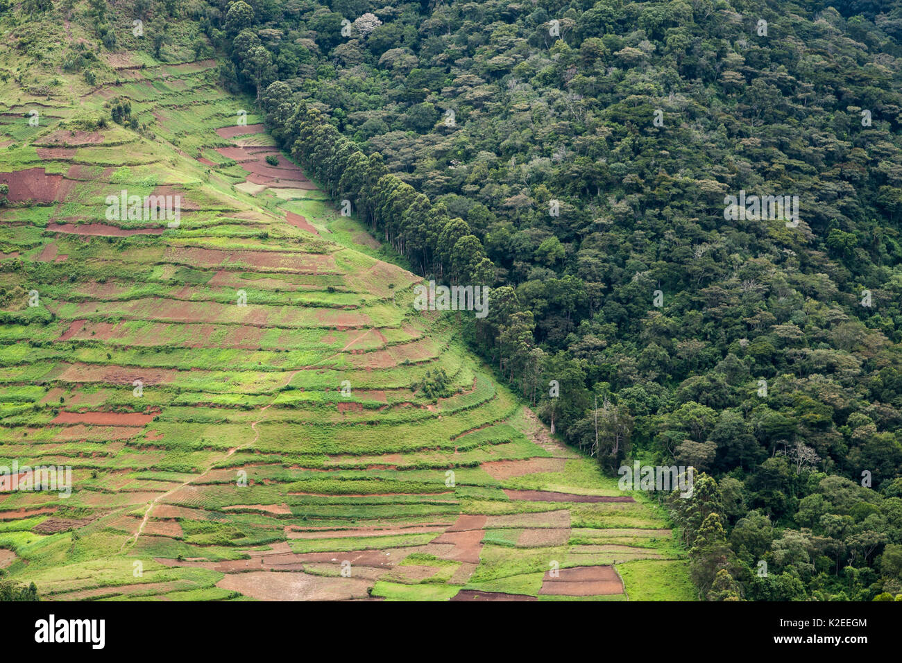 La deforestazione per l'agricoltura lungo il confine della Foresta impenetrabile di Bwindi NP, Uganda. Foto Stock